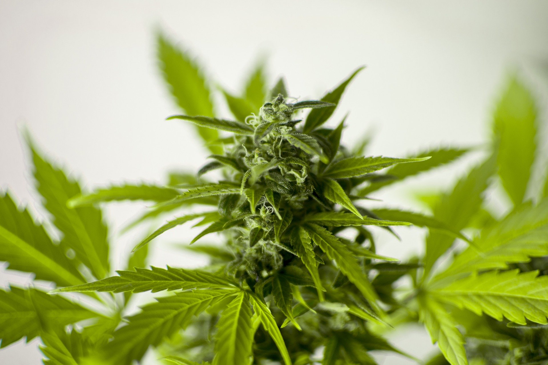 Medical Marijuana for Seniors